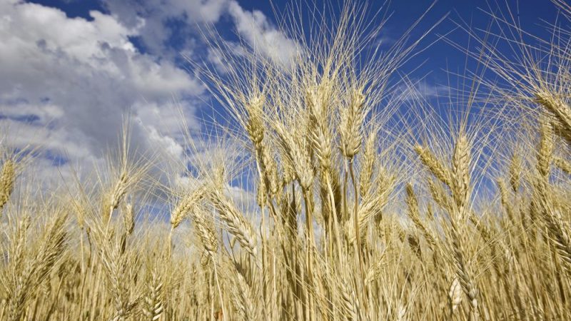 Champ de céréales commercialisées par MSCB